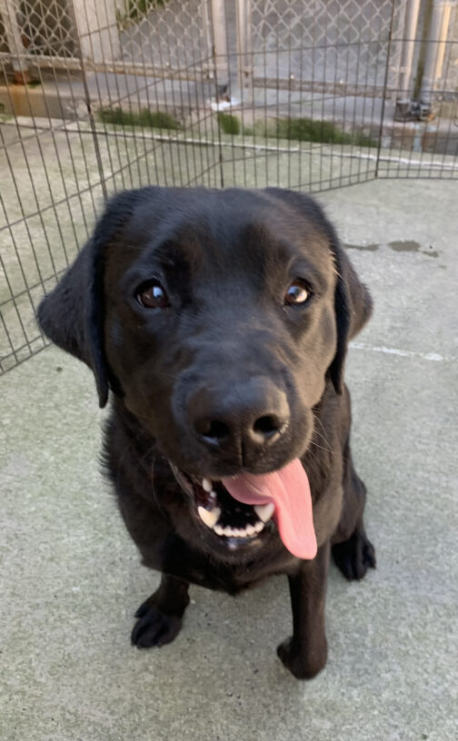 Male black lab Chamberlin sits outside. He is looking at the camera with a big smile on his face.
