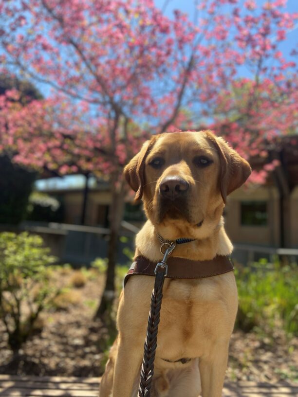 Chorizo sits on a bench in front of a pink flowering Dogwood tree on the Oregon campus. He is wearing his GDB harness and regally stares at the camera.