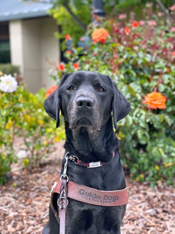 Black Lab Dreamer sits facing the camera wearing her GDB harness and a leash with a background of orange and white flowers.