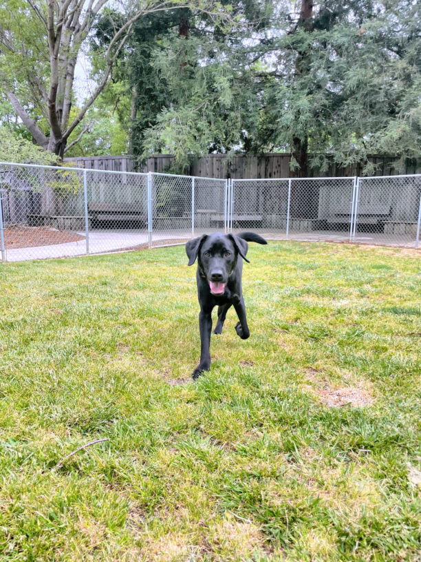 Here He Comes! - Falco sprinting looking directly into the camera in a fenced in, grassy yard.  Falco's flopppy ears outline his sweet face.  His left leg is in active motion as he runs toward the camera.