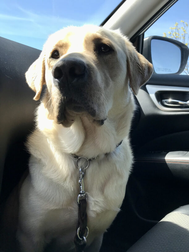 Galveston sits on the floorboard of a passenger vehicle and eagerly awaits to accompany his handler on an outing.