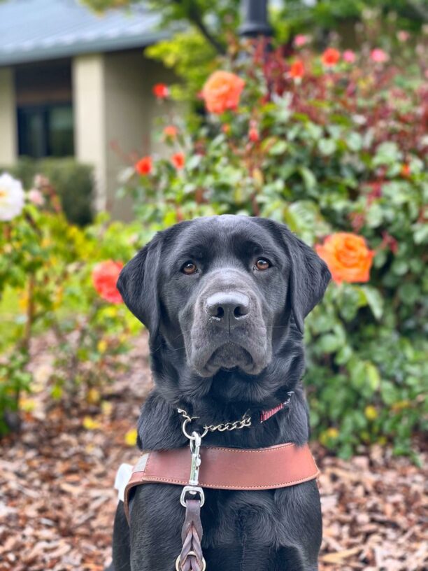 Jade, a female black lab, is seated in front of a orange and white rose bush. She is wearing a leather GDB harness and looking stoically at the camera.