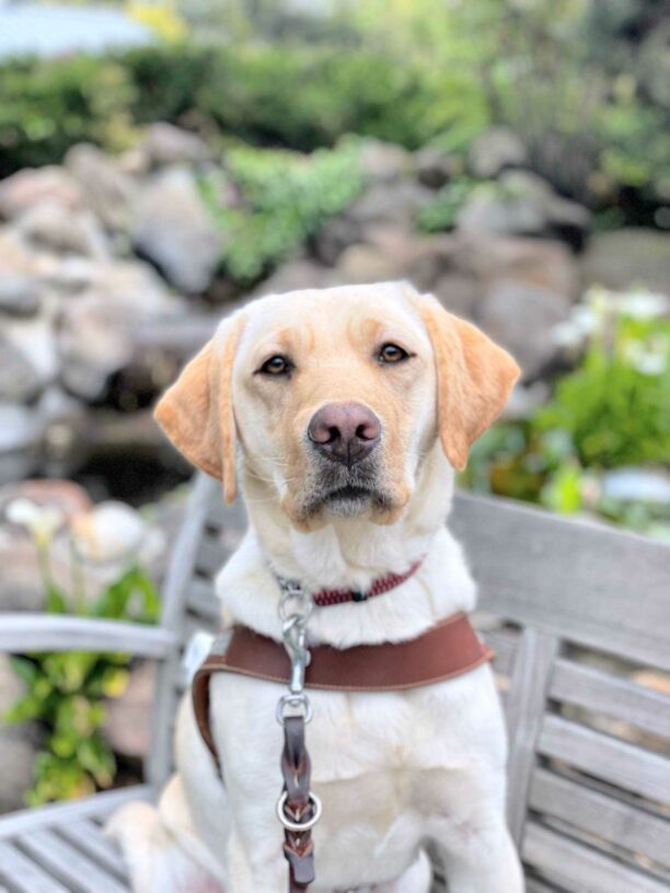 Jen, a female yellow lab, sits on a wooden bench in front of a pond. She is looking directly at the camera while wearing a leather GDB harness.