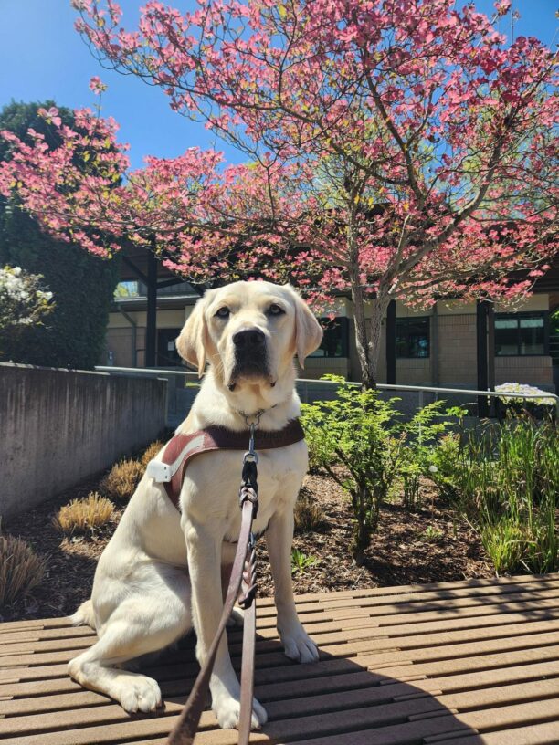 Kingsley sits, in harness, on a bench on the Oregon Campus. He is looking directly into the camera and behind him is a planter of green foliage and a pink-blossomed dogwood tree.