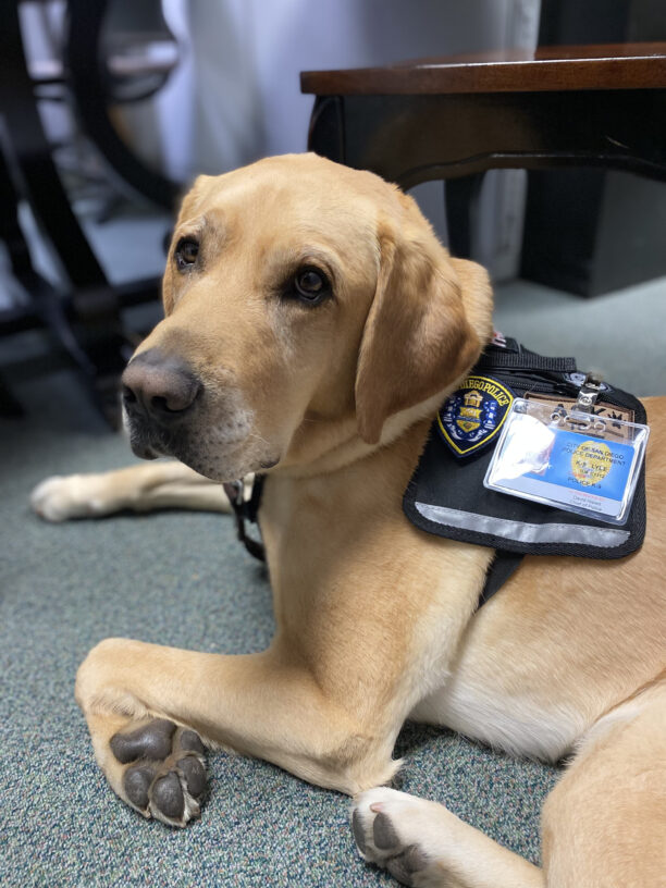 Yellow Lab Lyle looks up at the camera while lying down wearing his vest and badge.