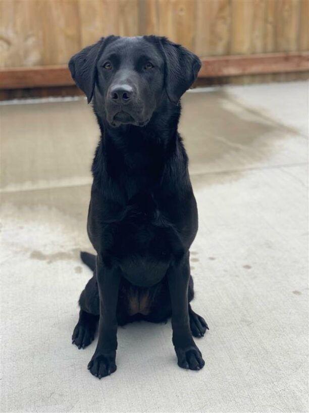 Black Lab Manana in a sitting position.