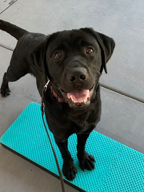 Newton looks up smiling at the camera with two paws placed on a teal training pedestal.
