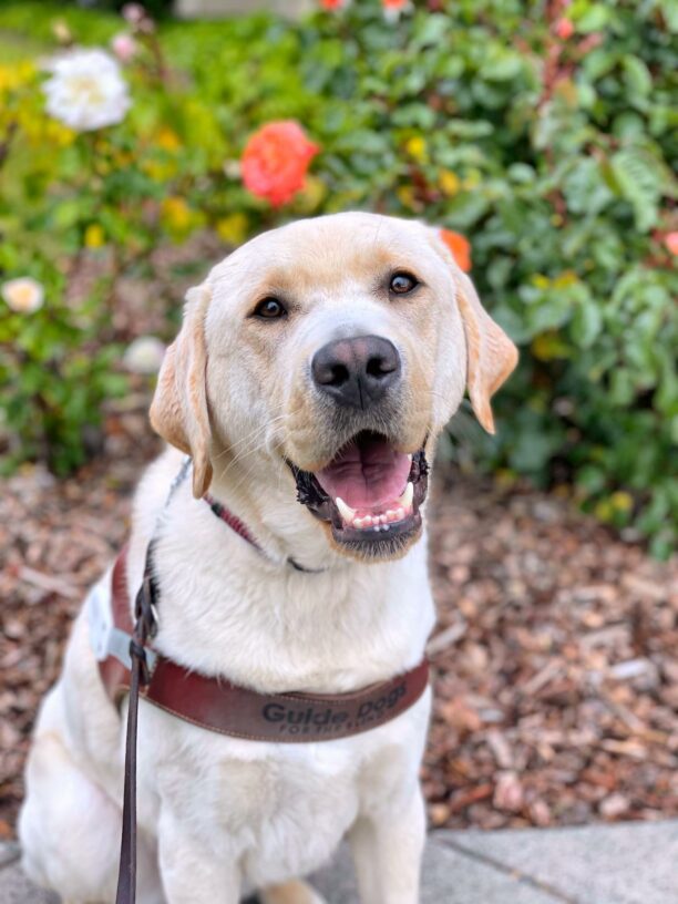 Orbit, a male yellow lab sits in front of a rosebush. There are orange and white colored roses in the background. Orbit is wearing a leather GDB harness and is smiling at the camera with an open mouth.