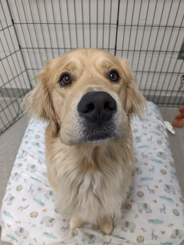 A Long haired Golden Cross is sitting on his bed looking up at the camera. His chocolatey brown eyes seem to be expectant of a kibble coming his way. A few nylabones can be seen on the floor beside him.