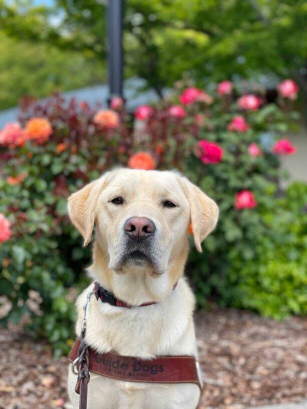 Reno, a male yellow lab, sits regally in front of a pink and orange rose bush. He is looking directly at the camera and wearing a leather GDB harness.