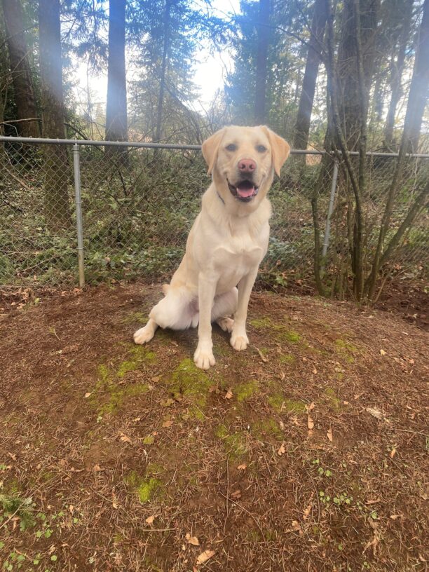 Bubba sits on top of a large dirt mound during a playtime session in a fenced, wooded free run. His mouth is open with a happy expression and behind him are Fir trees, bushes and green forest vegetation.
