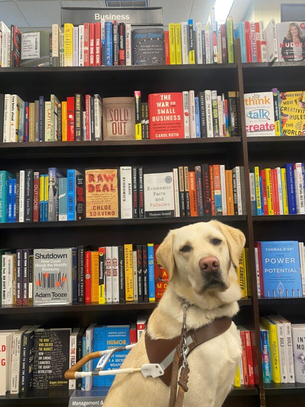 Bubba sits in guide dog harness in front of the business section of books on a bookshelf.  He is looking with a relaxed, but serious face into the camera.