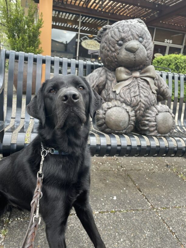 Hartford is sitting in front of a bench in downtown Gresham. Behind him is a gigantic metal teddy bear.