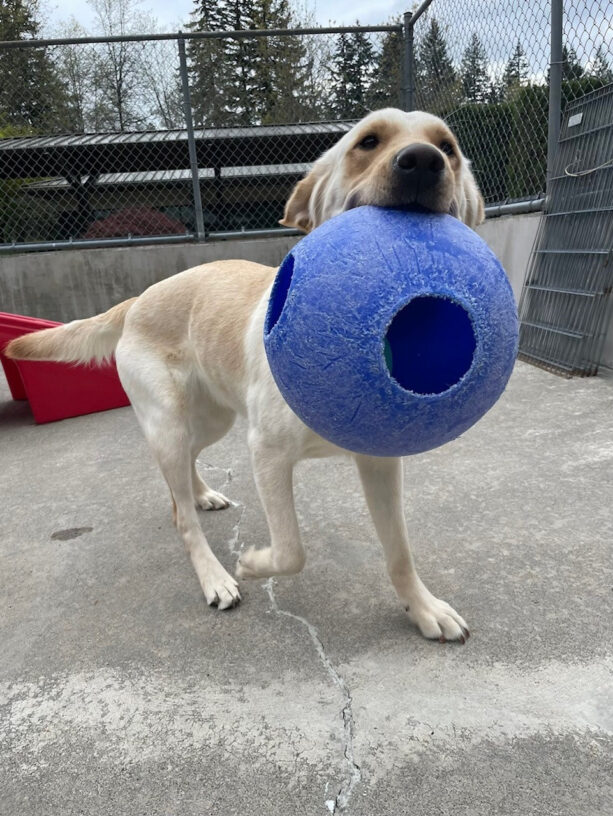 A golden cross runs towards the camera while holding a large blue jolly ball in her mouth.