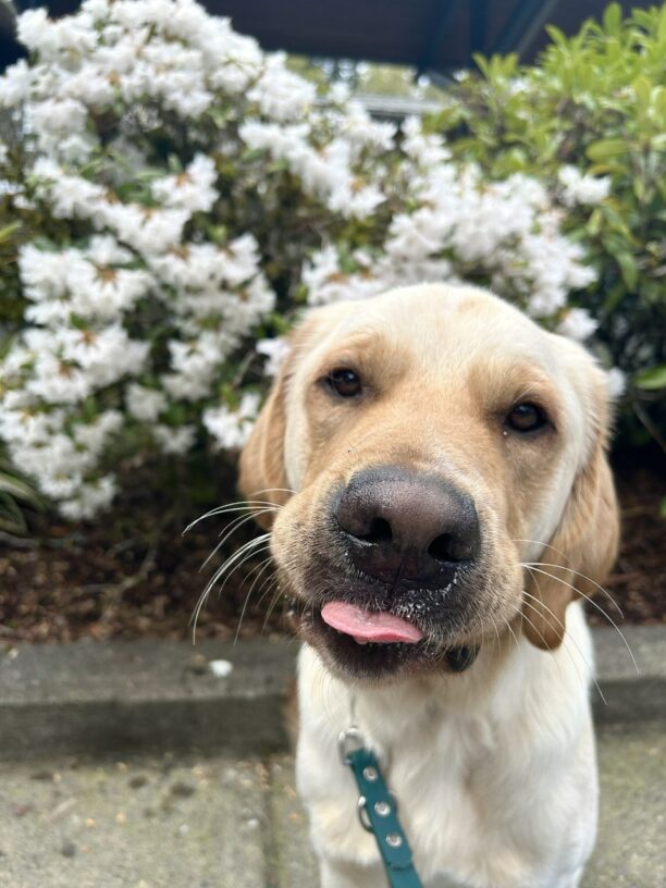 Portrait of Seeker sitting in front of a bush of white flowers looking at the camera. His tongue is sticking out just a bit.