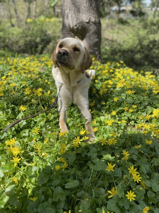 Seeker, a yellow lab/golden cross, lays in a patch of yellow flowers. He is looking upward with a sweet expression. There are trees and foliage behind him.