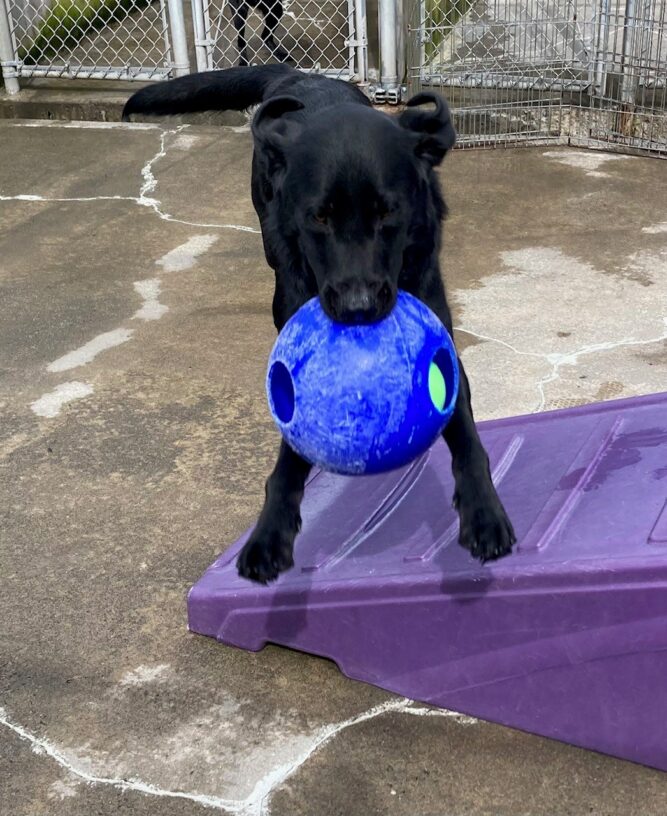 Wyclef holds a jolly ball in his mouth while he leaps over a purple play ramp. His ears fly out behind him as he jumps.