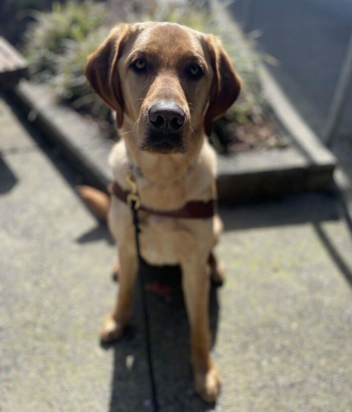 Handsome yellow lab, Vin, sits in front of a planter box with natural foliage. He looks up as the camera and and wears a guide dog harness.