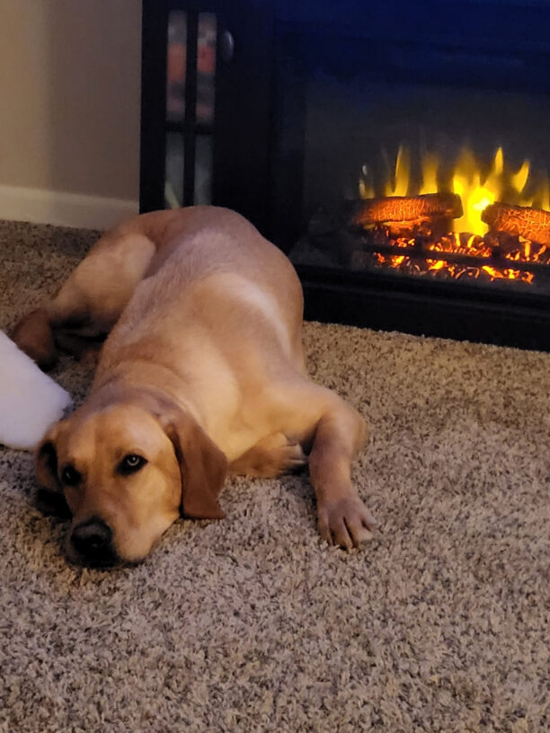Yellow lab, Vin, snoozes on beige carpet in front of a fireplace.