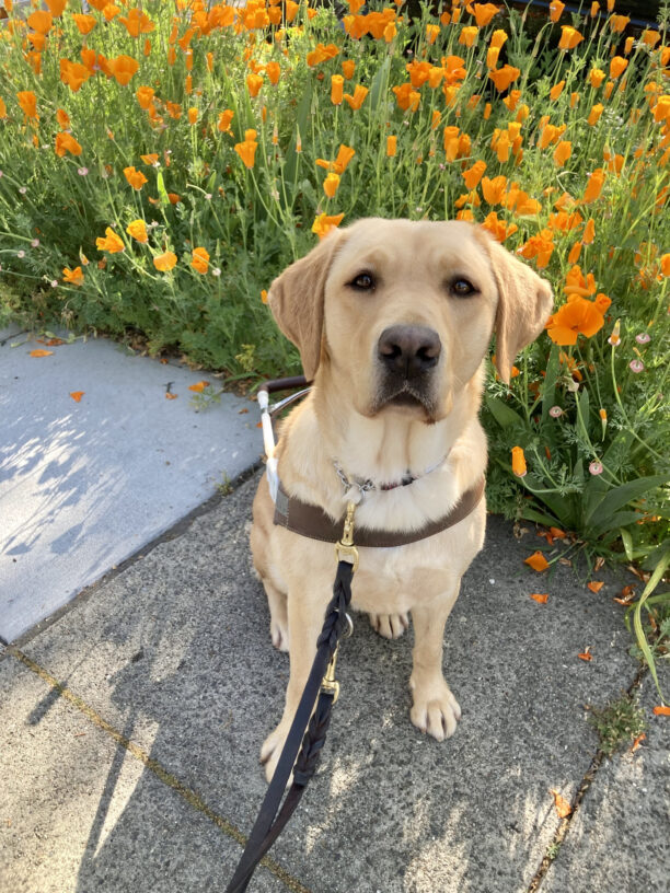 Maggie is sitting in harness on the sidewalk in front of a parkway of orange poppies in bloom. She is looking directly at the camera with her mouth closed and a soft expression.