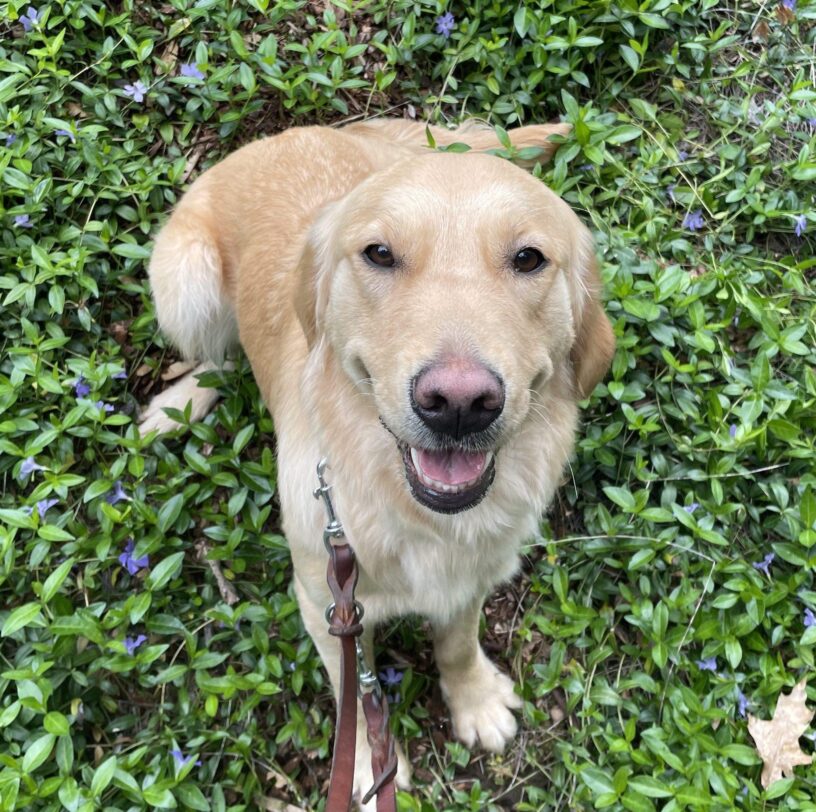 Golden Retriever Aloha sits and looks up at the camera. She is surrounded by short green plants with purple flowers