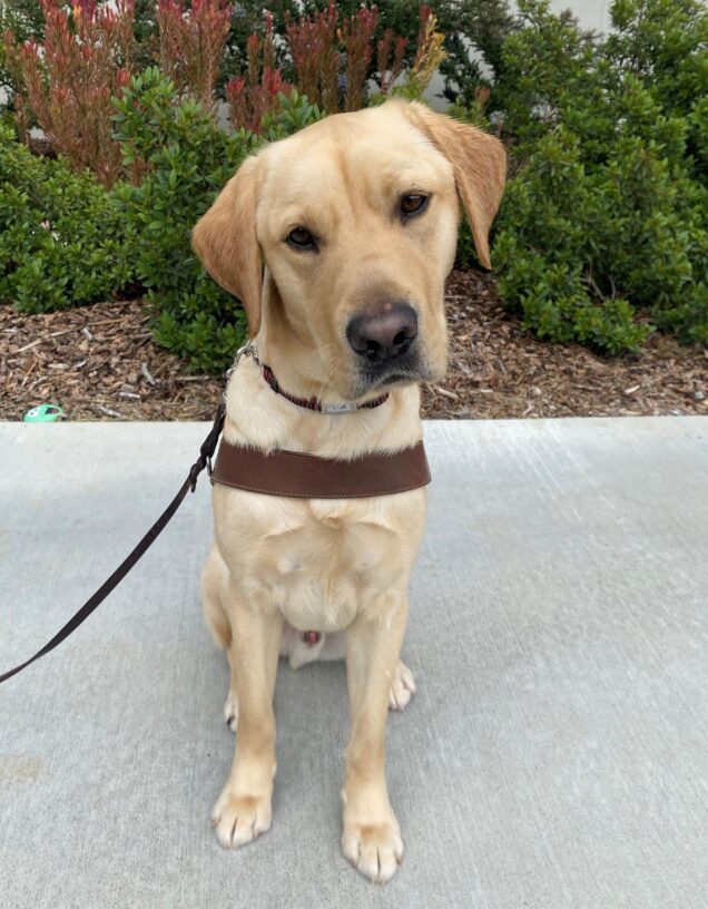 Dino is seated in harness on a pathway with native foliage behind him. His head is tilted to the side and he wears a curious expression on his face.