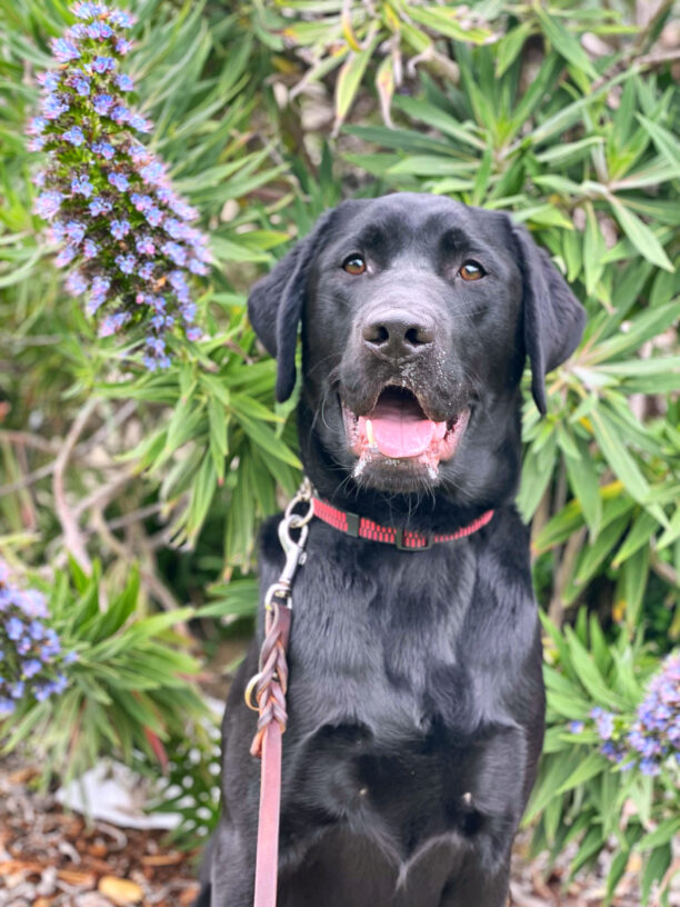 Falco sitting amongst purple and green desert looking flowers.  Falco has his mouth open, tongue showing, and wears his GDB leather leash.