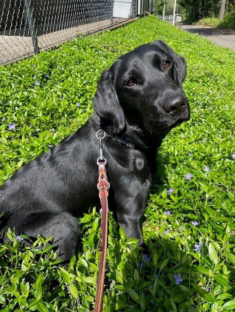 Freya sits sideways on a patch of purple flowers while looking at the camera.