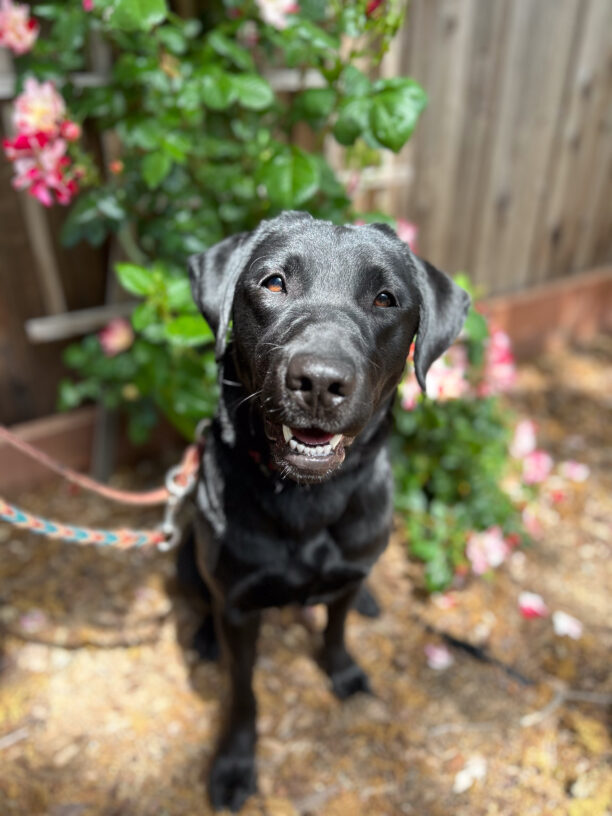 Garden sits looking attentively at the camera with greenery and flowers in the background