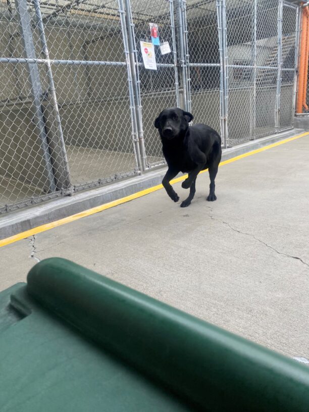 Gus is mid frolic in the community run. His front feet are off the ground, and his ears are happily fanned out.