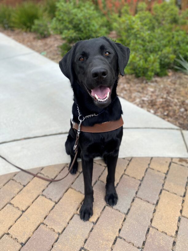 Black Labrador Gus sits looking up at the camera wearing his GDB harness and leash with his mouth is open in a "smile". He is sitting on a brick and concrete pathway with greenery in the background.