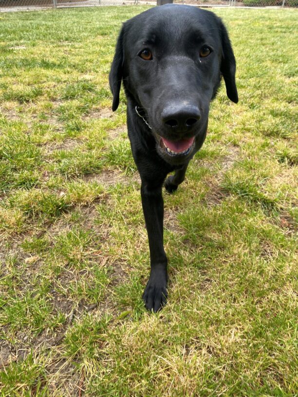 Gus is enjoying some downtime in the grass paddock. His ears are relaxed and his mouth is open. He is mid stride walking towards the camera.