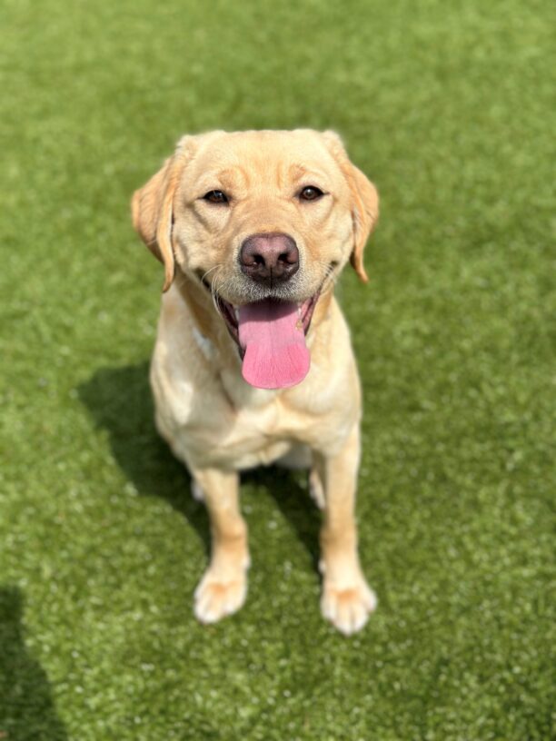 Horizon looks up at the camera smiling with her tongue out. It is a sunny day. and behind her is grass.