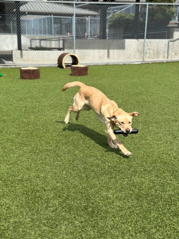 Horizon runs in the grassy area with a black rubber toy in her mouth. Behind her is a fence and the kennels.