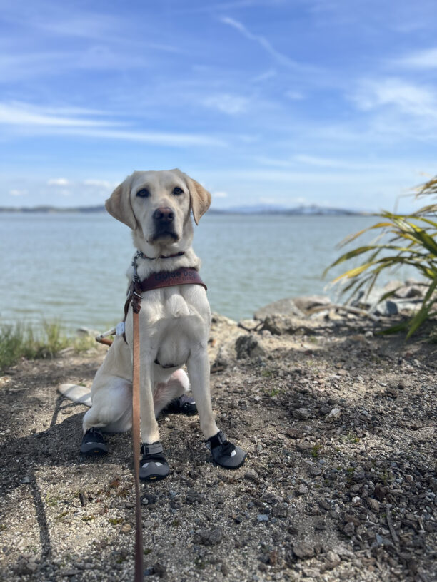 Yellow lab Kindness is seated on a dirt path with a bay in the background. She is wearing a guide dog harness and boots on all her paws.