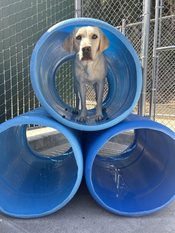 Yellow lab Kindness is inside a play structure made of three tunnels stacked in a pyramid. She is looking at the camera.