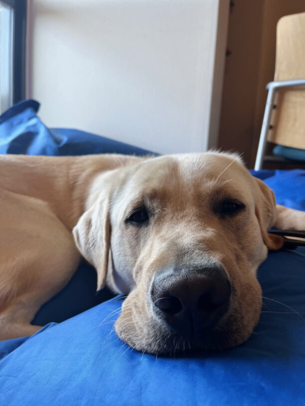 An up-close view of Galveston's face as he cozily drifts off to sleep on a blue dog bed.