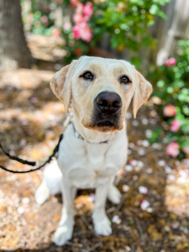 Mahi is sitting looking at the camera with some green bushes with pink flowers in the background.