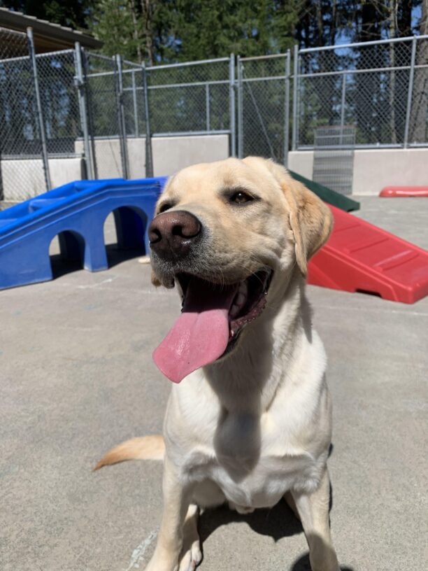 Male yellow lab Mario is sitting in the sun, looking slightly to the left of the camera, with a big smile on his face. There are many colorful play structures behind him.
