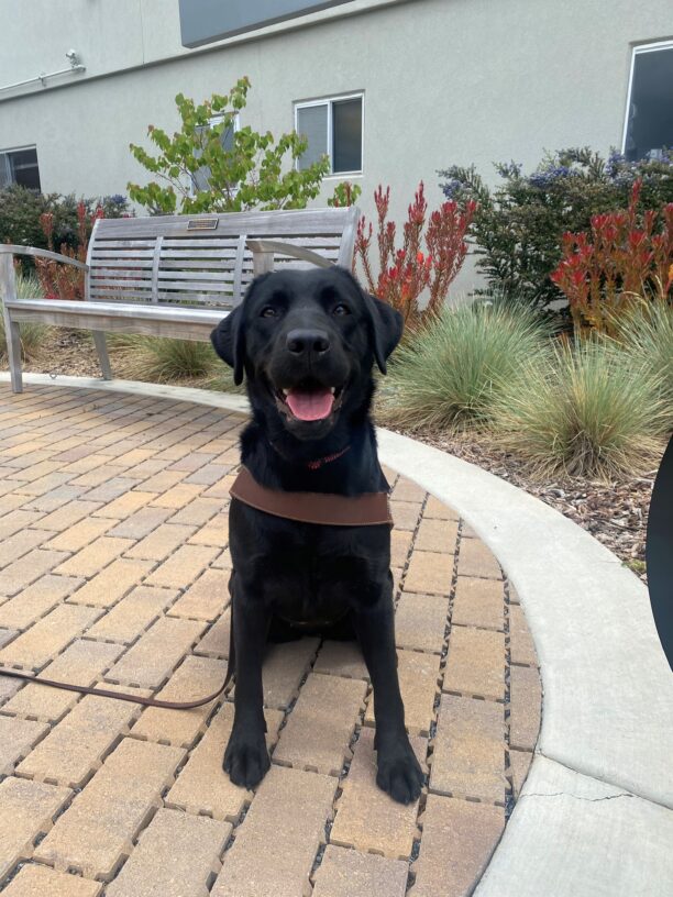 Poppy is sitting in harness on a brick walkway facing the camera. She has a giant grin plastered across her face. There is a bench and native foliage in the background.