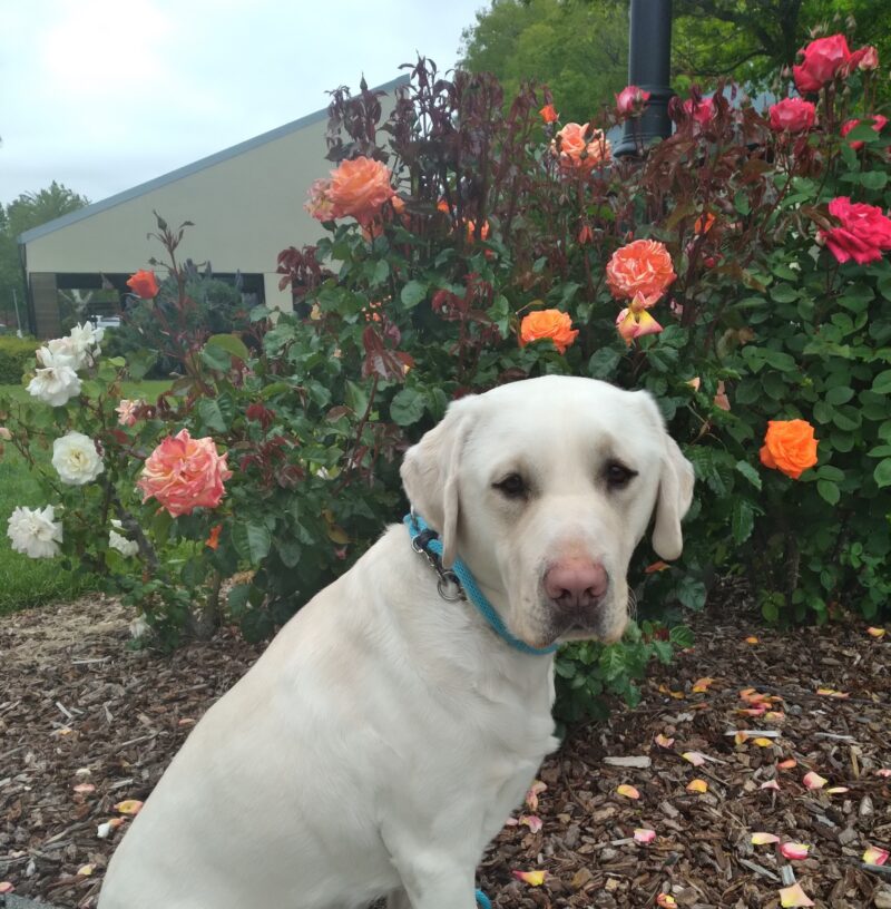 Regis is sitting on a path with flowers behind him. He is looking at the camera.