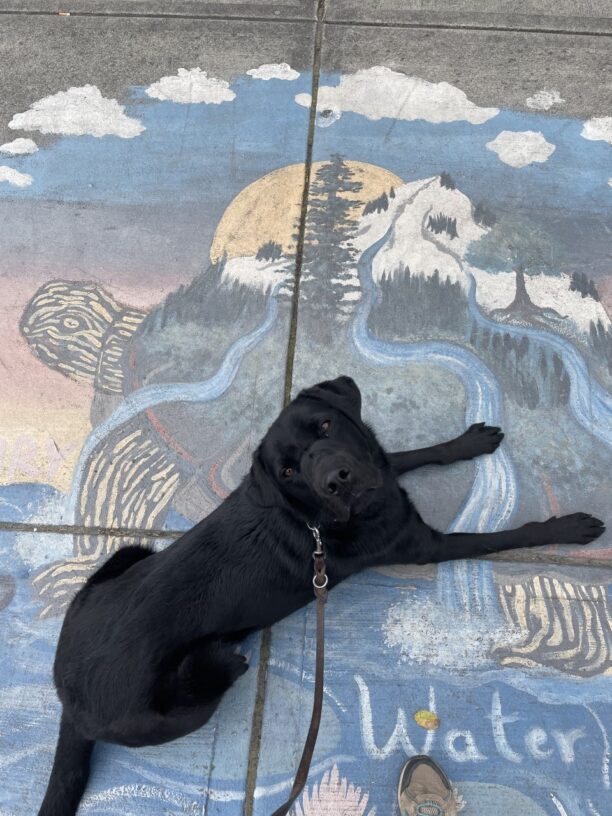 Hartford is laying down on a sidewalk in downtown Gresham. On the sidewalk is a mural of a turtle with earthy aspects making up it's body.