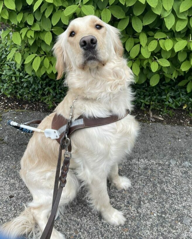 Jessica is sitting in harness in front of a green bush. She is looking at the camera waiting for a kibble