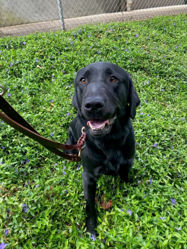 Wyclef smiles at the camera in a field with purple flowers.