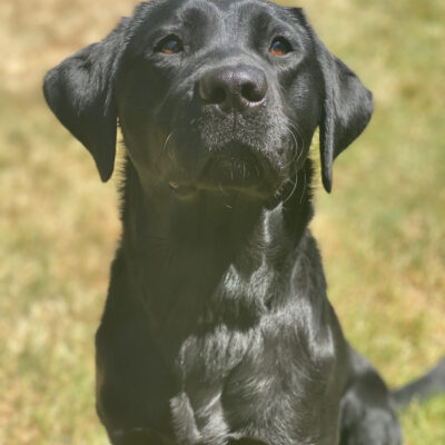 Belaire, a petite black lab is sitting in grass on a beautiful, sunny day. Shes staring intently at the camera with her brown eyes in anticipation of a treat.