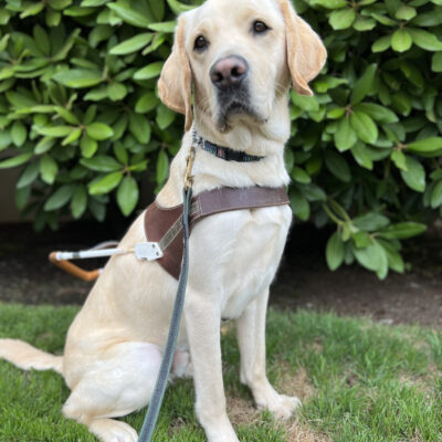 Danish sits in front of a large green bush. He is wearing a guide dog harness and has his head slightly tilted to the left.