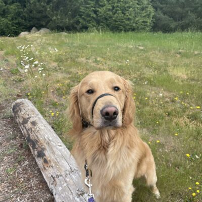 Yellow Golden Retriever, Balousky, stands on a log and looks into the camera. Behind his is a field of greenery and yellow dandelions growing around him.