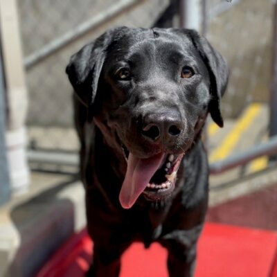 Bonifay, a petite black lab is standing on a red piece of play equipment, staring at the camera. Its sunny and beautiful outside. Her tongue is flopped out after a vigorous play session.