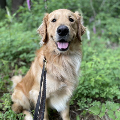 Yellow Golden Retriever, Brinker, sits in a patch of greenery with purple flowers growing. He is looking at the camera smiling.