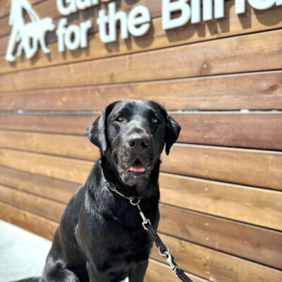 Cello sits in front of the Guide Dogs for the Blind wooden backdrop on the CA campus.